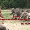 triết lý khởi nghiệp bắt con voi đầu đàn
